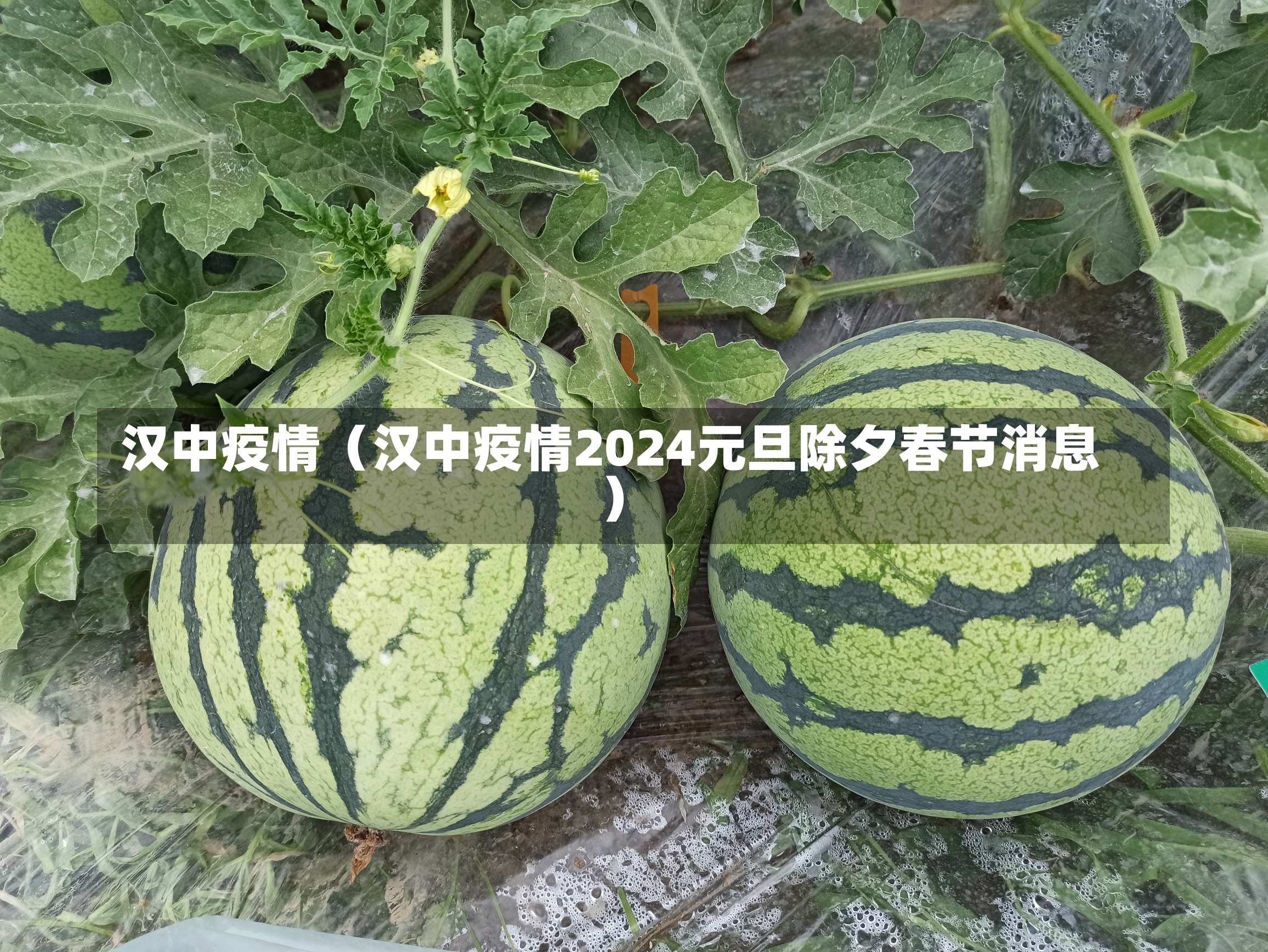 汉中疫情（汉中疫情2024元旦除夕春节消息）-第3张图片-多讯网