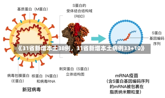 《31省新增本土38例，31省新增本土病例33+10》-第1张图片-多讯网